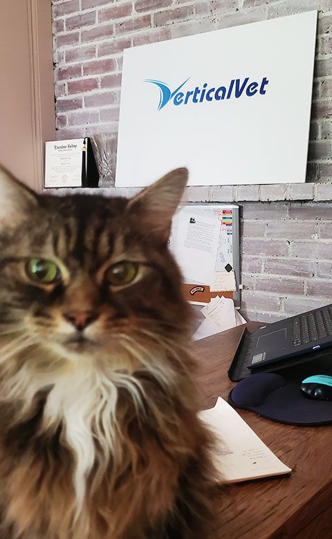 cat at VerticalVet office