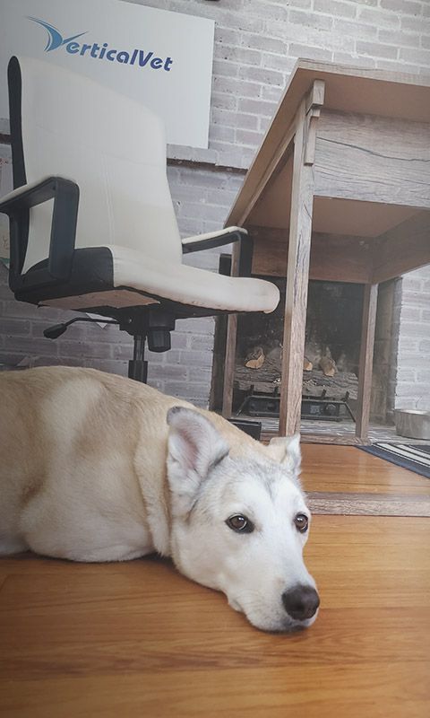 adorable dog resting on the office floor at Vertical Vet