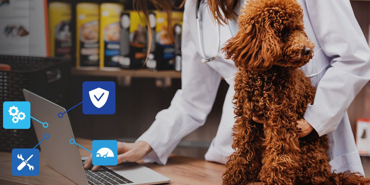 veterinarian using laptop near poodle