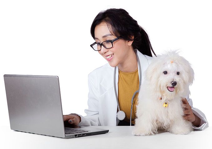 pretty veterinarian uses laptop with dog at desk
