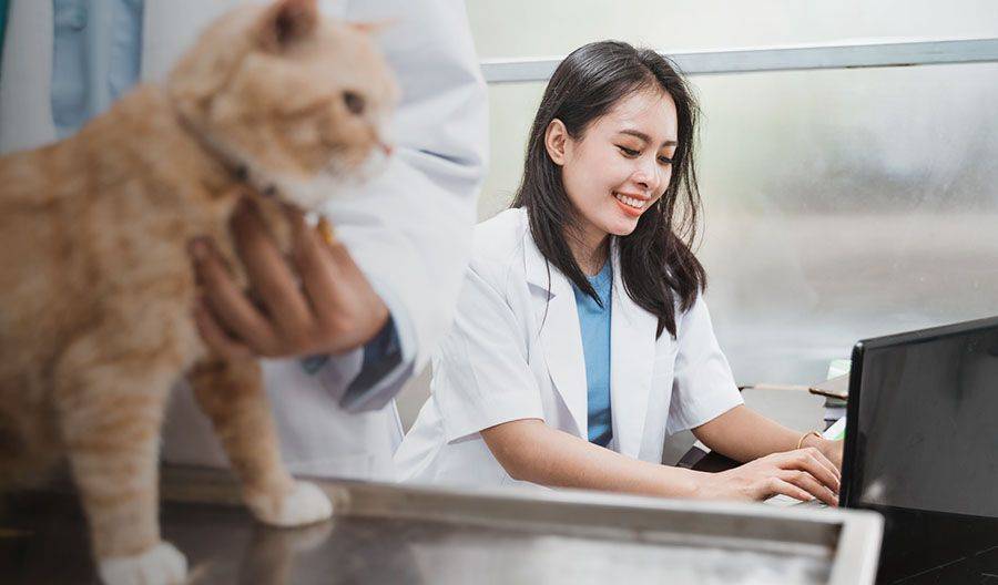 vet using laptop system