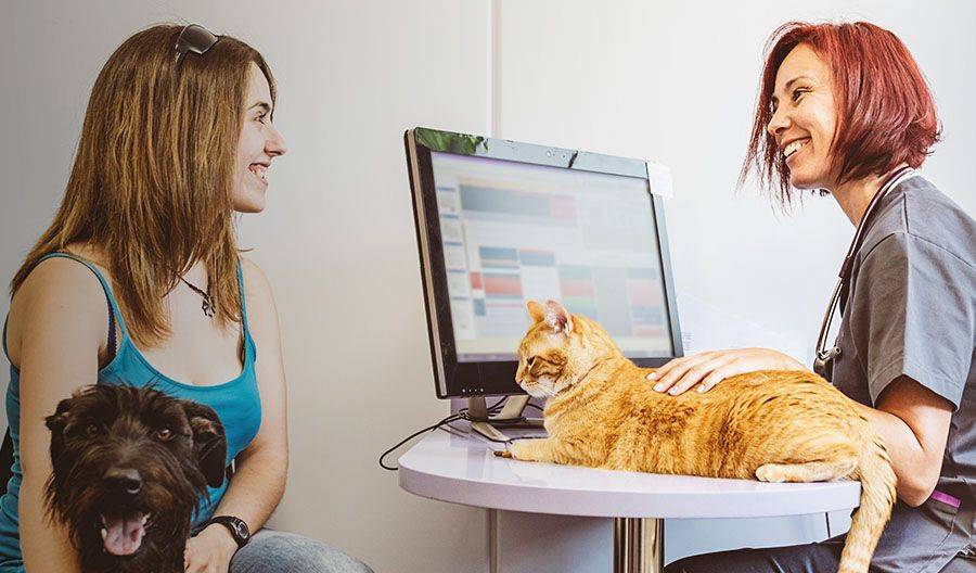 vet with cat and woman with a dog at office checking system